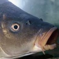 CARP