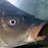 CARP